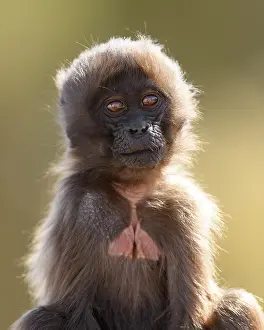 Infant Prints: Gelada baboon (Theropithecus gelada) infant