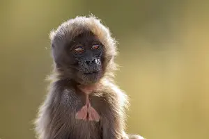Infant Prints: Gelada baboon (Theropithecus gelada) infant