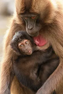 Maternal Behaviour Prints: Gelada baboon (Theropithecus gelada) infant clinging on to its mother