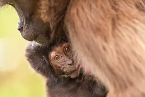 Maternal Behaviour Prints: Gelada baboon (Theropithecus gelada) infant clinging on to its mother