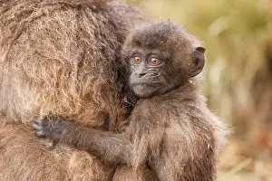 Upland Prints: Gelada baboon (Theropithecus gelada) infant clinging on to its mother in the rain