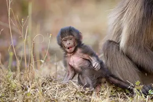 Infant Prints: Gelada baboon (Theropithecus gelada) infant sitting next to its mother