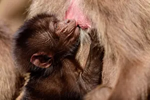 Suckling Prints: Gelada baboon (Theropithecus gelada) infant suckling from its mother