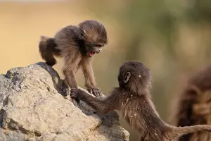 Infant Prints: Two Gelada baboon (Theropithecus gelada) infants playing on a rock