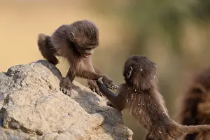 Upland Prints: Two Gelada baboon (Theropithecus gelada) infants playing on a rock