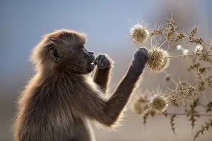 Baboon Prints: Gelada baboon (Theropithecus gelada) juvenile