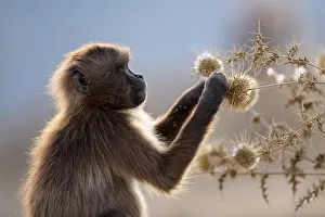 Gelada baboon (Theropithecus gelada) juvenile, feeding on seed heads, Simien Mountains National Park, Ethiopia