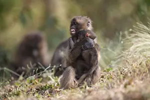 Upland Prints: Gelada baboon (Theropithecus gelada) juvenile