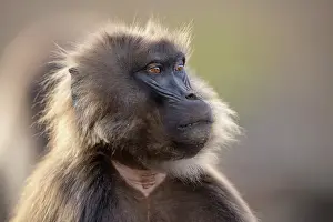 Monkey Prints: Gelada baboon (Theropithecus gelada) juvenile male