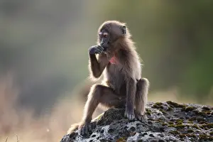 Baboon Prints: Gelada baboon (Theropithecus gelada) juvenile playing on a rock