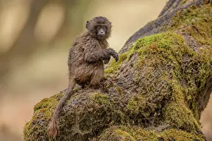 Upland Prints: Gelada baboon (Theropithecus gelada) juvenile sitting on a low tree branch in the rain