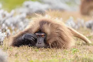 Lying Down Prints: Gelada baboon (Theropithecus gelada) male