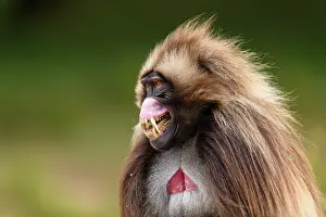 Gelada baboon (Theropithecus gelada) male, baring its teeth in subordinate gesture to a dominant male, Guassa Community Conservation Area, Ethiopia