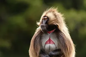 Rival Prints: Gelada baboon (Theropithecus gelada) male