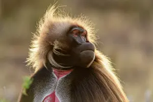 Cercopithecinae Prints: Gelada baboon (Theropithecus gelada) male