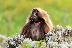Baboon Prints: Gelada baboon (Theropithecus gelada) male