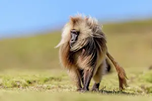 Walking Prints: Gelada baboon (Theropithecus gelada) male