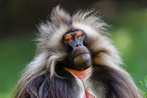 Baboon Prints: Gelada baboon (Theropithecus gelada) male
