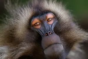 Baboon Prints: Gelada baboon (Theropithecus gelada) male