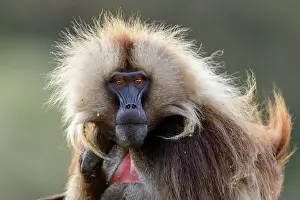 Baboon Prints: Gelada baboon (Theropithecus gelada) male, portrait, Simien Mountains, Ethiopia