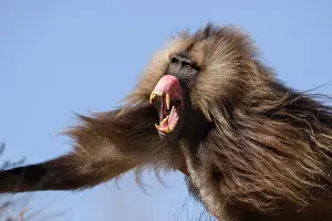 Social Behaviour Prints: Gelada baboon (Theropithecus gelada) male