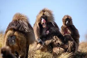 Social Behaviour Prints: Gelada baboon (Theropithecus gelada) male