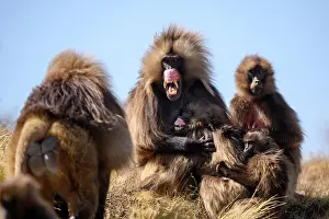 Social Behaviour Prints: Gelada baboon (Theropithecus gelada) male