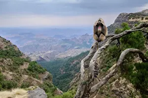 Monkey Prints: Gelada baboon (Theropithecus gelada) male