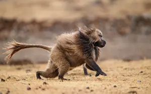 Monkey Prints: Gelada baboon (Theropithecus gelada) male