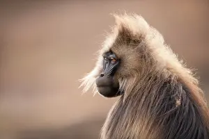 Monkey Prints: Gelada baboon (Theropithecus gelada) male