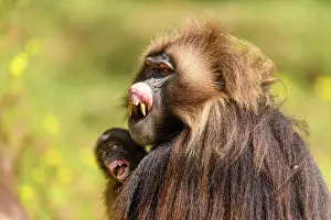 Infant Prints: Gelada baboon (Theropithecus gelada) male holding infant