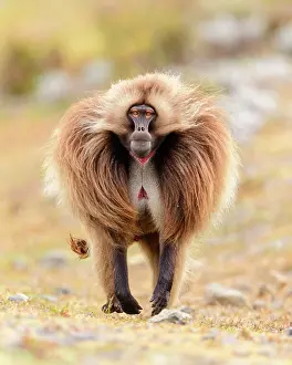Gelada baboon (Theropithecus gelada) male running across grassland, Guassa Community Conservation Area, Ethiopia