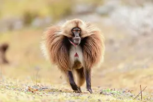 Baboon Prints: Gelada baboon (Theropithecus gelada) male running across grassland