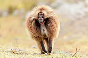 Baboon Prints: Gelada baboon (Theropithecus gelada) male running across grassland