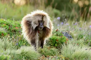 Walking Prints: Gelada baboon (Theropithecus gelada) male walking through mountain grassland