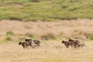 Walking Prints: Gelada baboons (Theropithecus gelada) family group of females walking through grassland