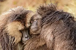 Upland Prints: Gelada baboons (Theropithecus gelada) family group huddling together in the rain