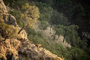 Moving Down Prints: Gelada baboons (Theropithecus gelada) family group moving down the mountainside towards their sleeping cliffs at dusk