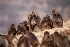 Upland Prints: Gelada baboons (Theropithecus gelada) family group sitting on clifftop
