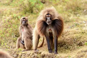 Threatening Prints: Two Gelada baboons (Theropithecus gelada) male and female
