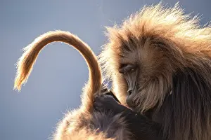Grooming Prints: Two Gelada baboons (Theropithecus gelada) male grooming a female's tail