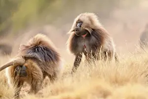 Rival Prints: Two Gelada baboons (Theropithecus gelada) males facing off in a dispute