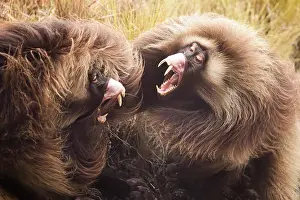 Monkey Prints: Two Gelada baboons (Theropithecus gelada) males fighting for mating rights