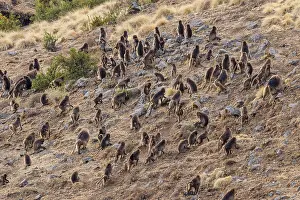 Walking Prints: Gelada baboons (Theropithecus gelada) troop walking across grassland