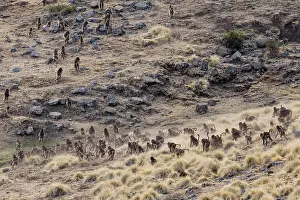 Walking Prints: Gelada baboons (Theropithecus gelada) troop walking across grassland
