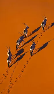 Bovid Gallery: Gemsbok (Oryx gazella) aerial view of herd on sand, Namib Desert, Namibia