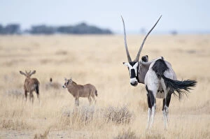 Bovid Gallery: Gemsbok (Oryx gazella) female with two calves, Namibrand Reserve, Namib Desert, Namibia