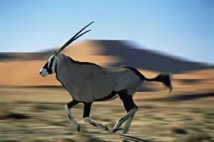 Images Dated 25th May 2006: Gemsbok (Oryx gazella gazella) running in the Namib desert, Africa (digitally enhanced)