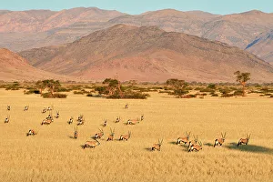 Namibia Prints: Gemsbok (Oryx gazella) herd in desert after the wet season with Naukluft Mountains in the background