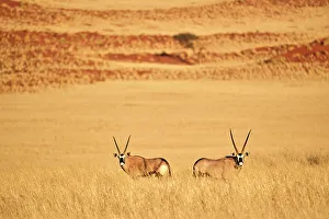 Namibia Prints: Gemsbok (Oryx gazella) pair standing in grass after wet season in desert